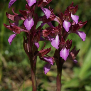 Anacamptis papilionacea